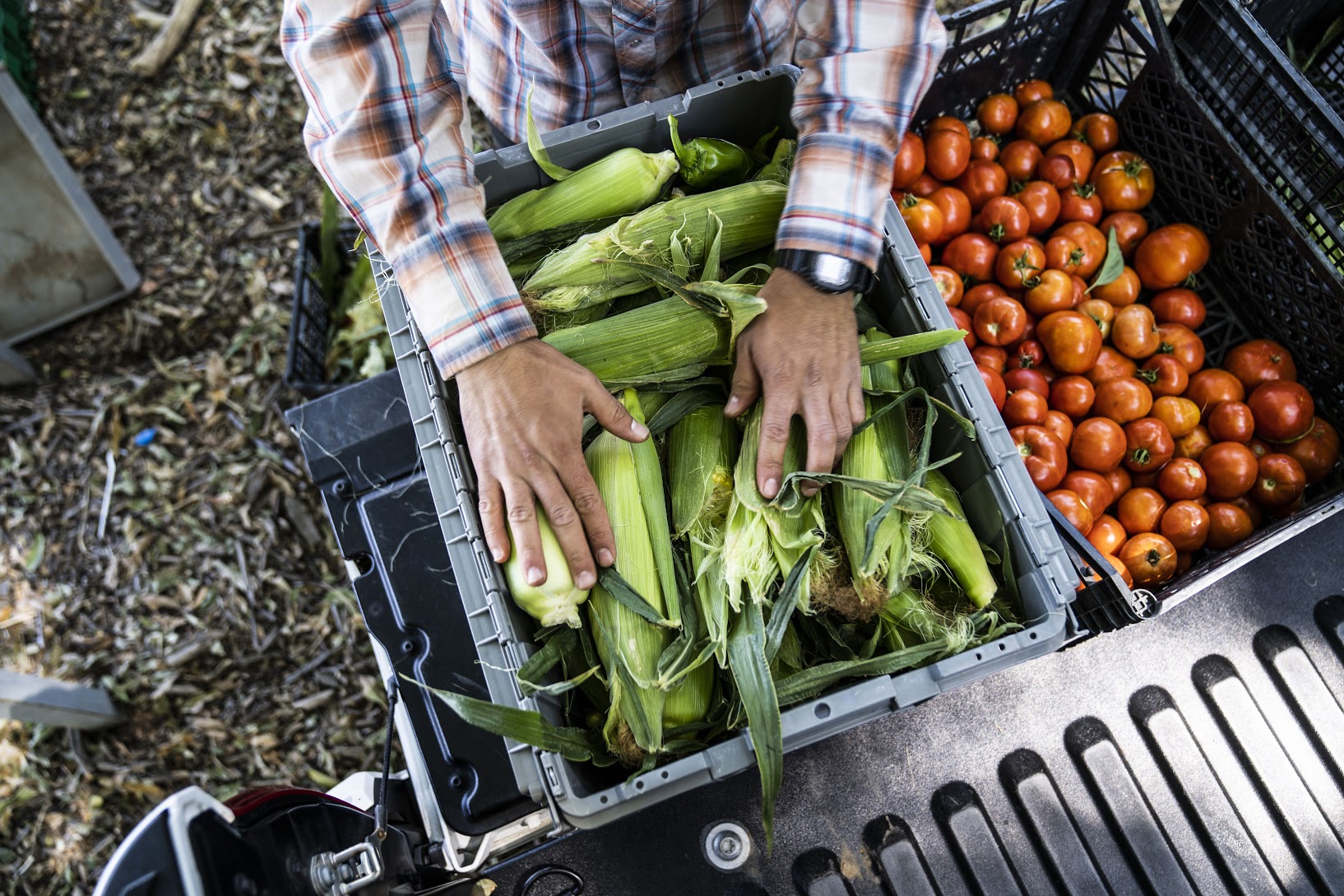 UC Davis student preps vegetables from Student Farm
