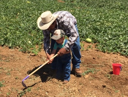 Grandson being taught to hoe