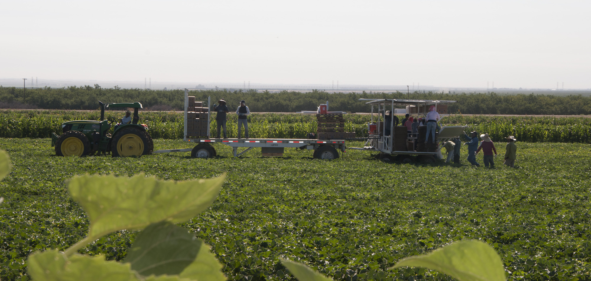 Harvesting melons at the Del Bosque Farms