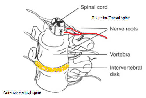 Spinal cord diagram showing intervertebral discs