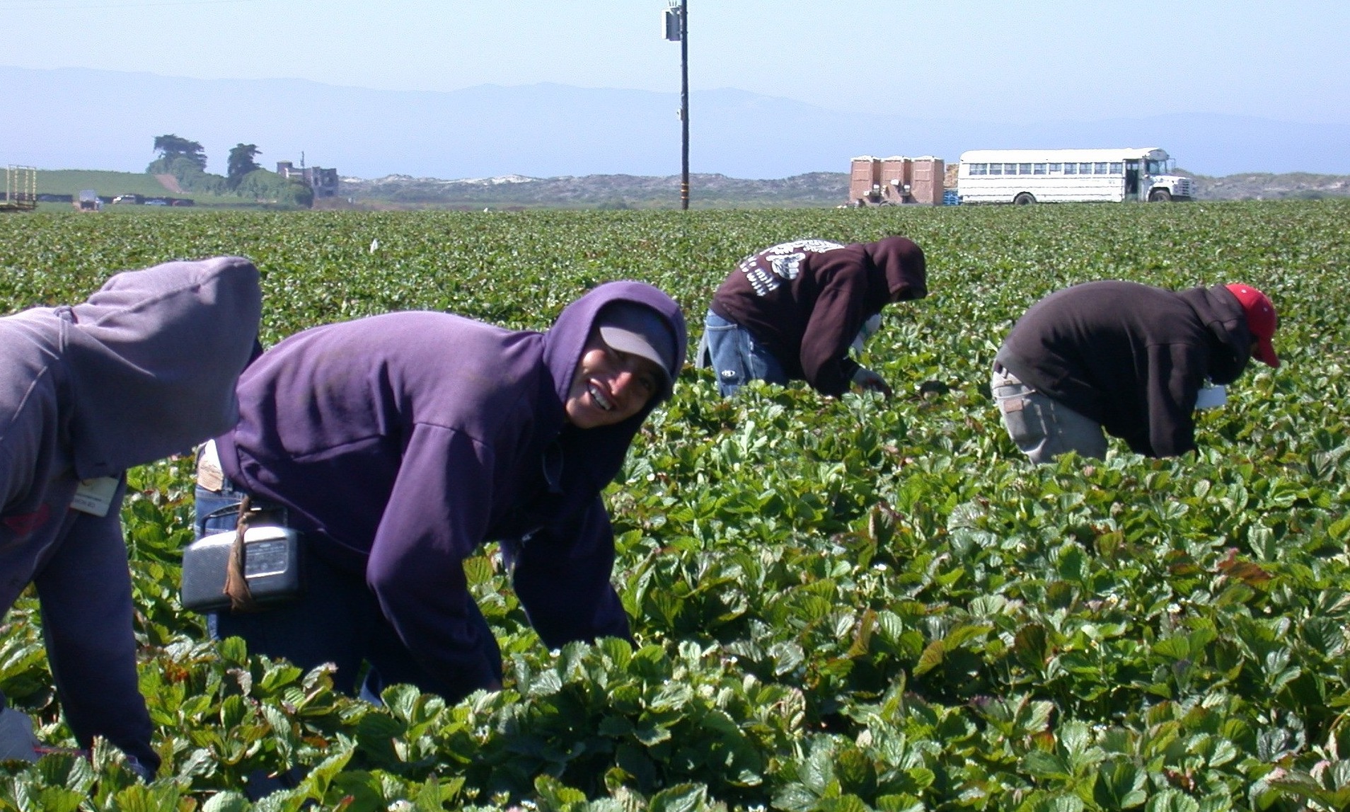 Young farmworkers working in field