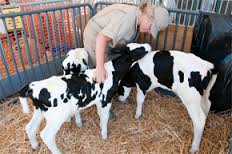 UC Davis Dairy Calves
