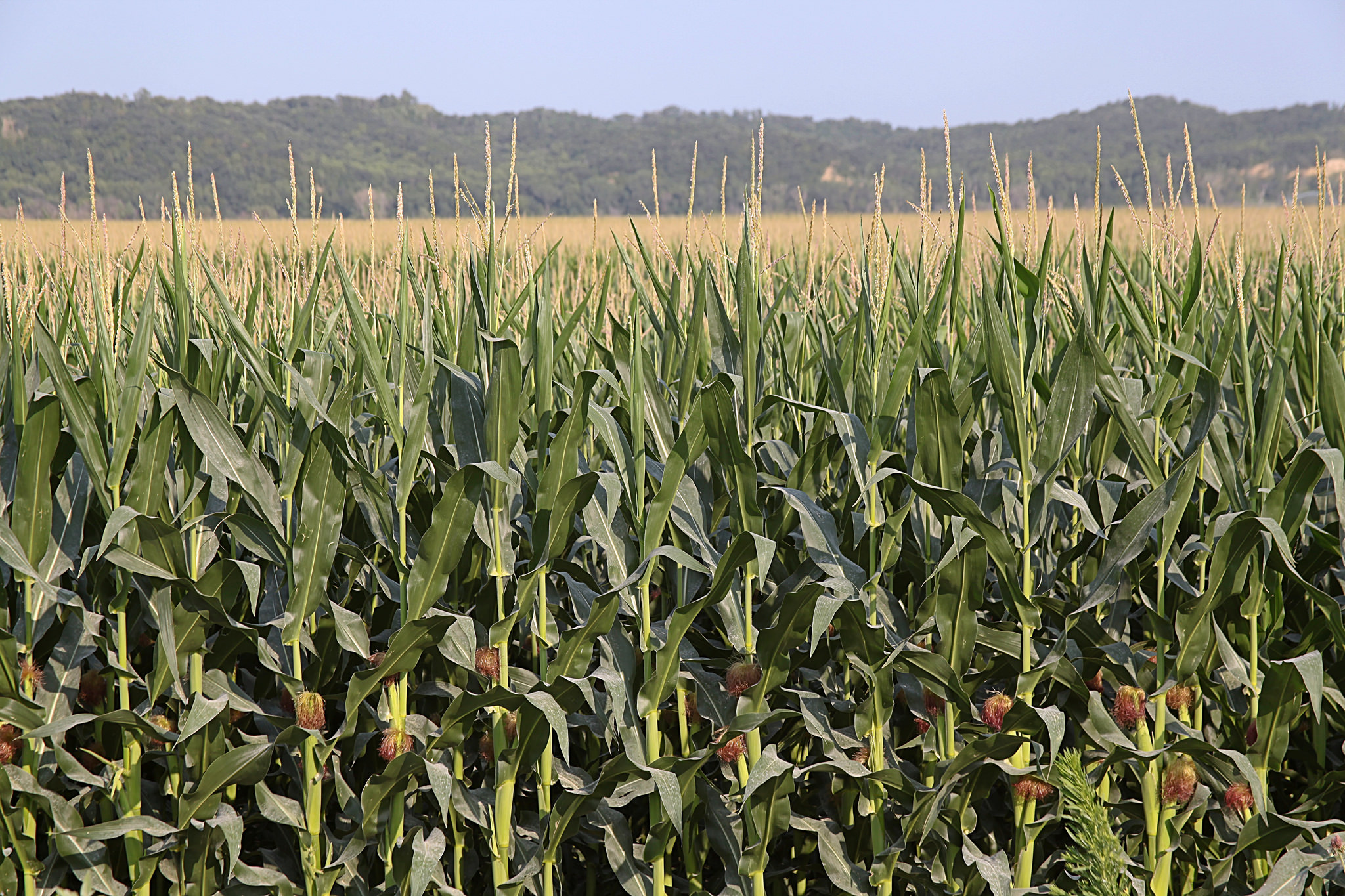 corn fields
