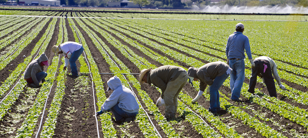 Immigrant farmworkers in field