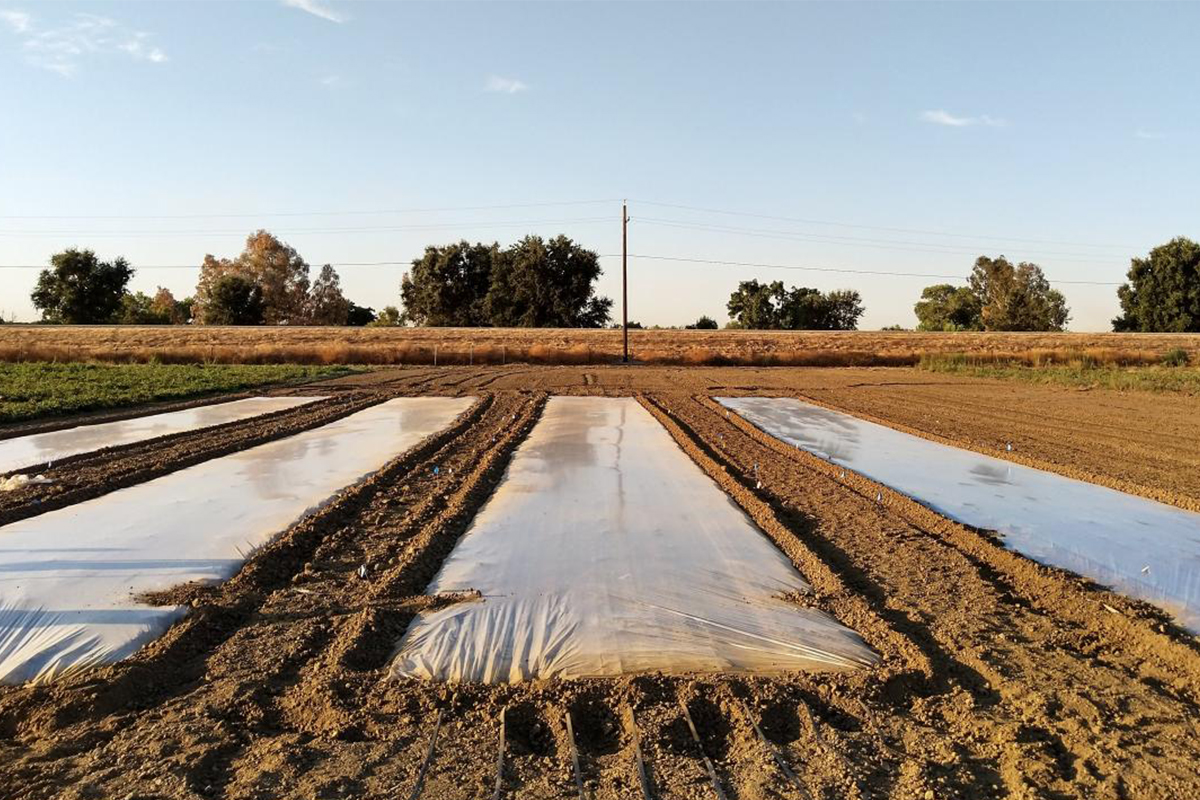 Field with biosolarization testing