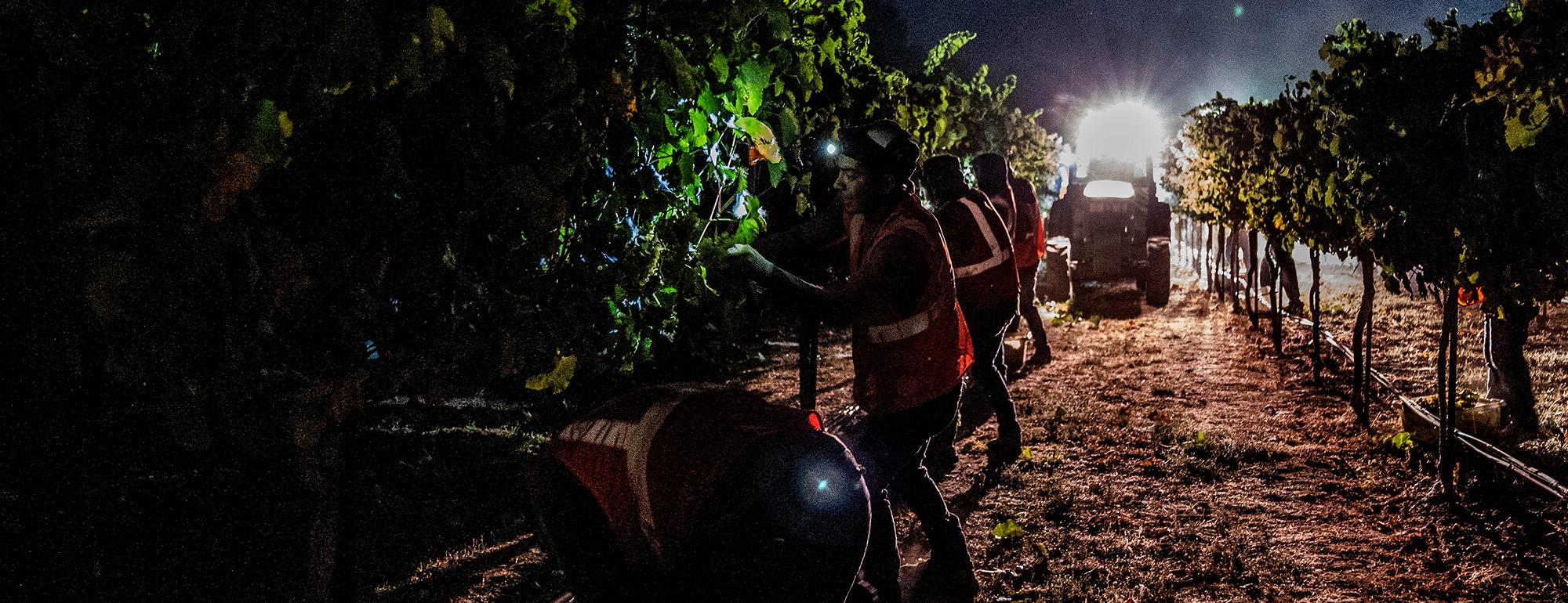 Farmworkers harvest grapes at night