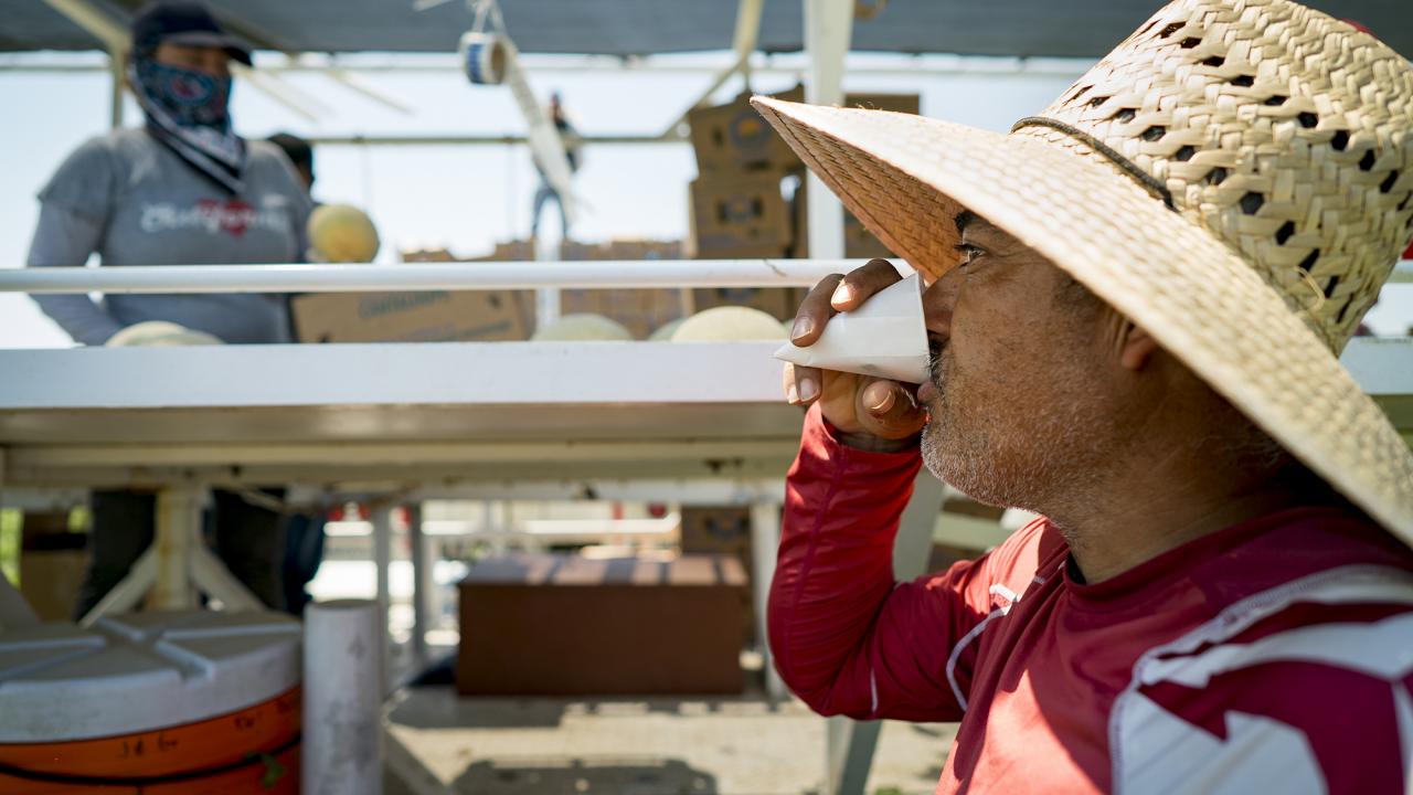 Farmworker drinking water