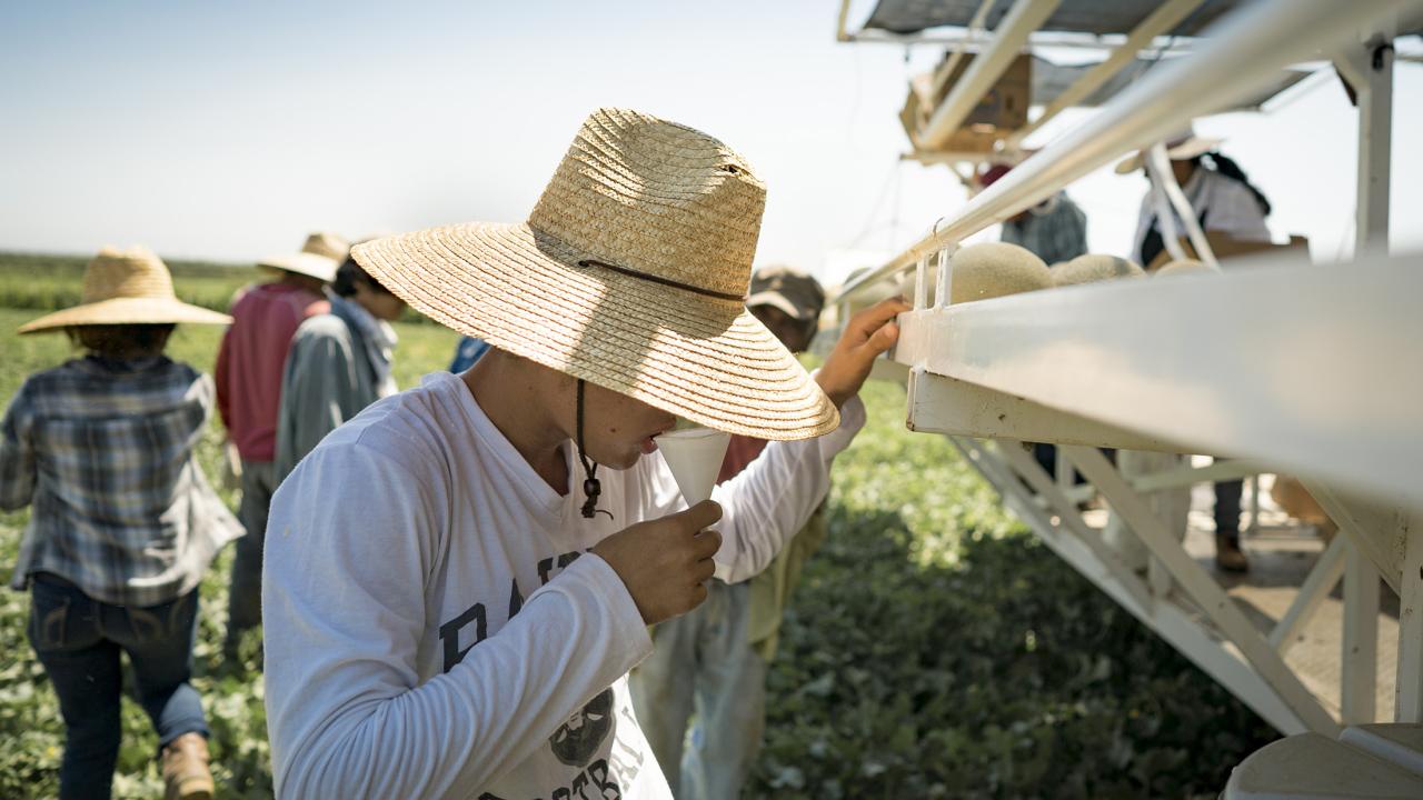 Farmworker drinking water in the field