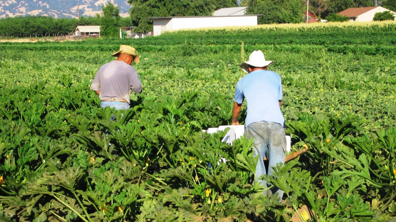 Farmworkers in field