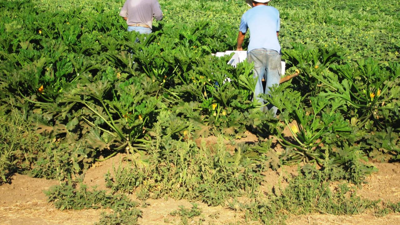 farmworkers