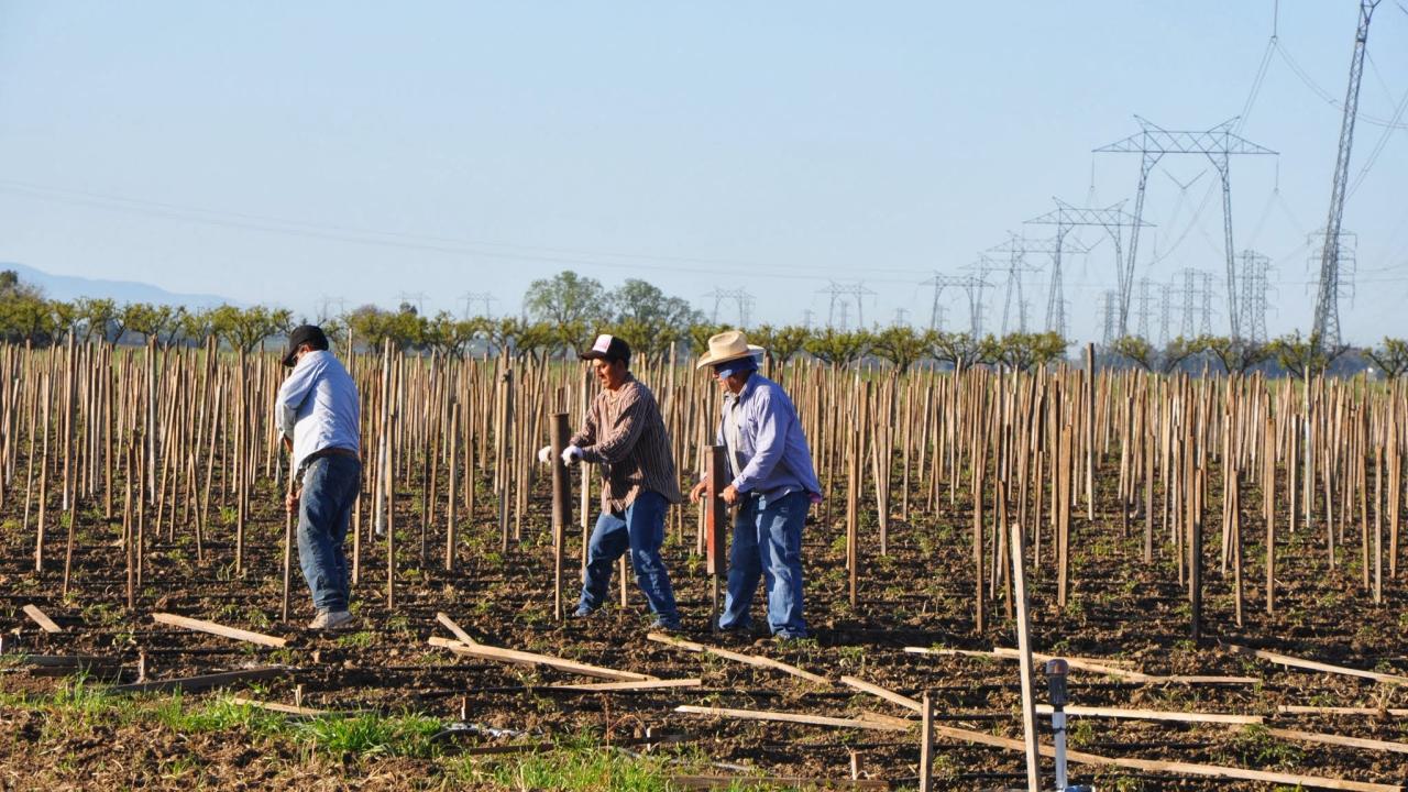 Farmworkers putting stakes up in field on summer day