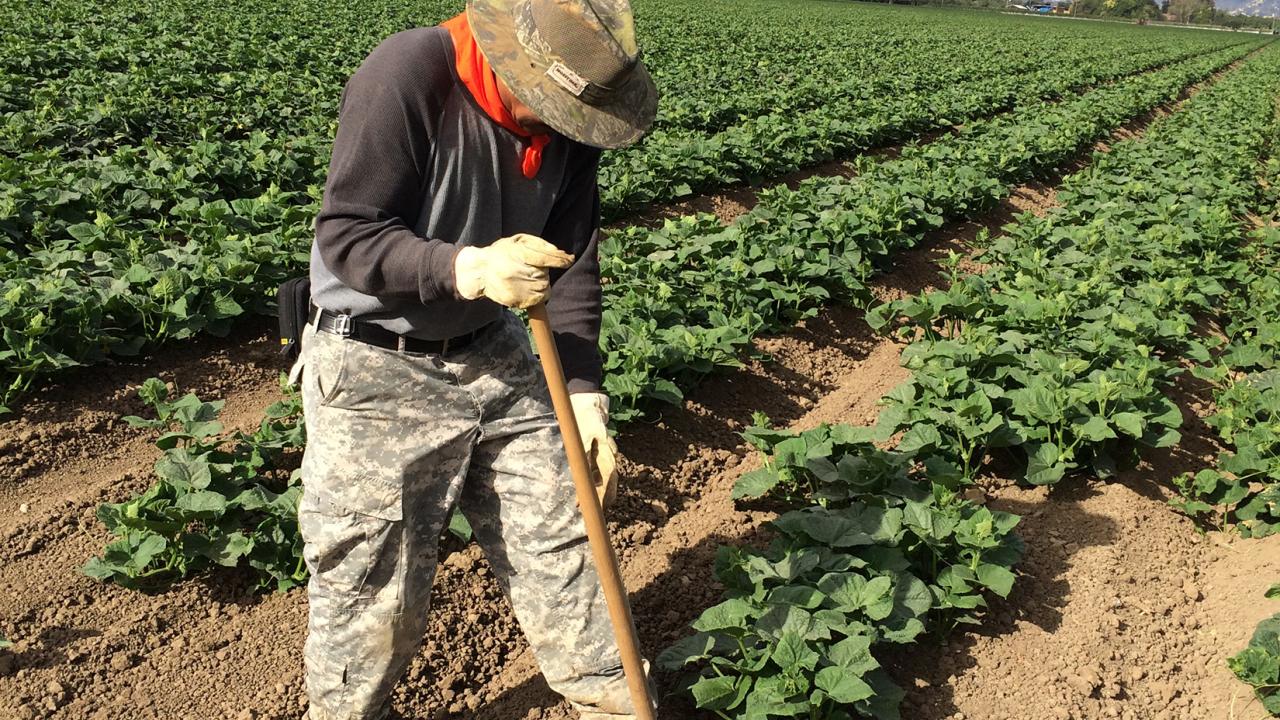 Farmworker hoeing