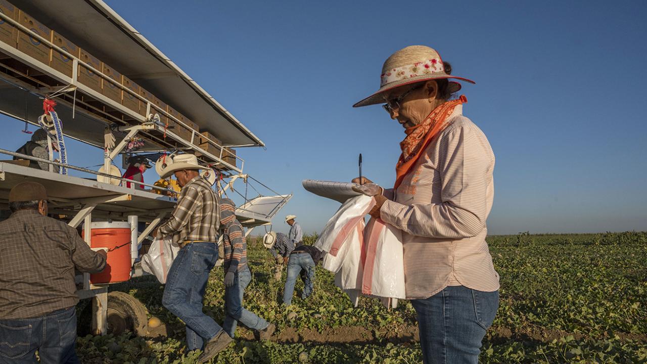 A female supervisor takes notes while farmworkers harvest melons