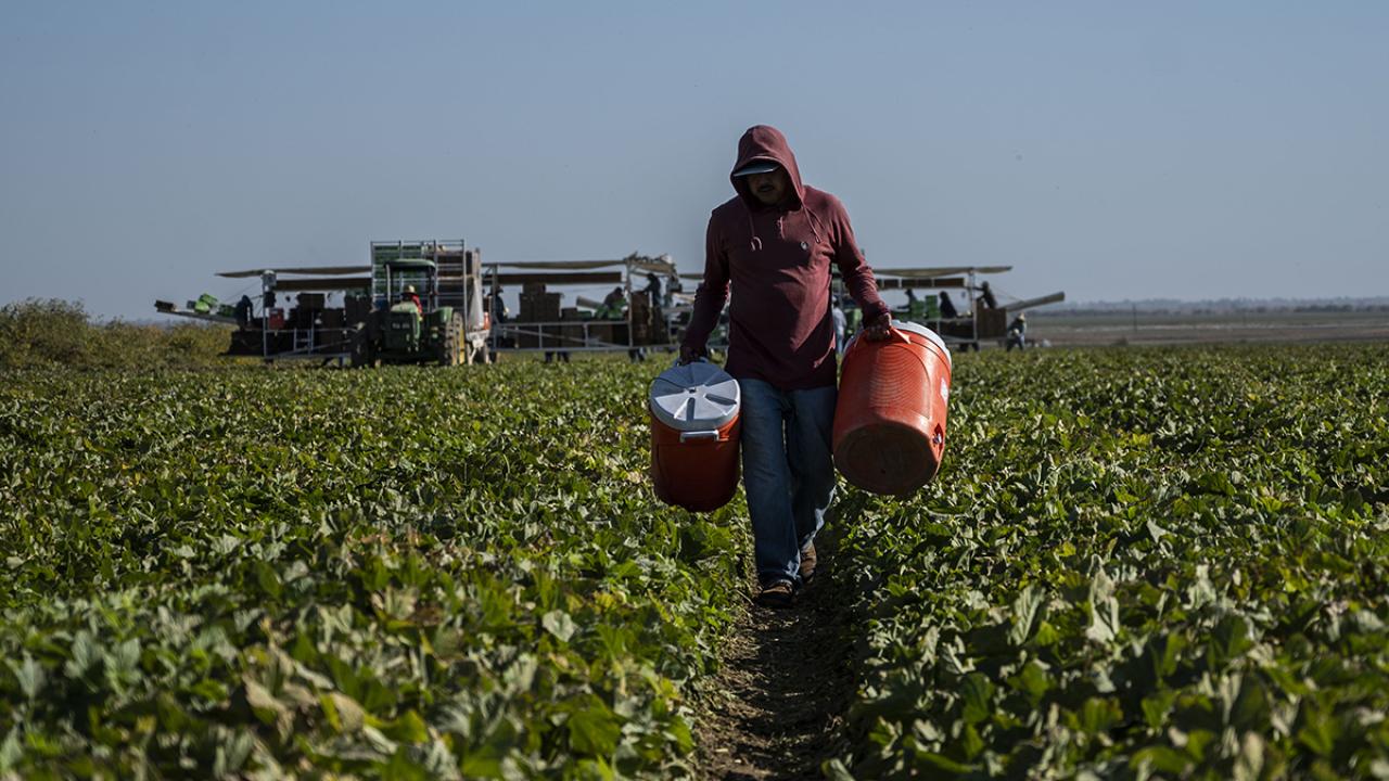 Farmworker carrying water cooler through melon field