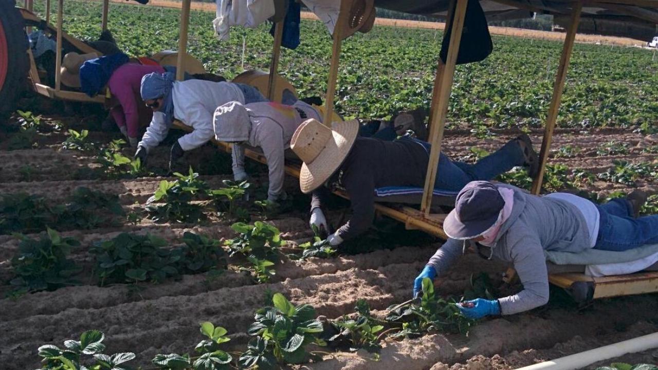 Strawberry field workers