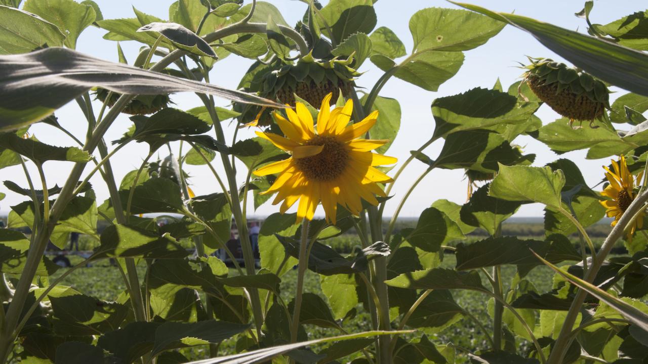 Picture by Leslie Olivares, WCAHS Education and Outreach Junior Specialist Sunflower