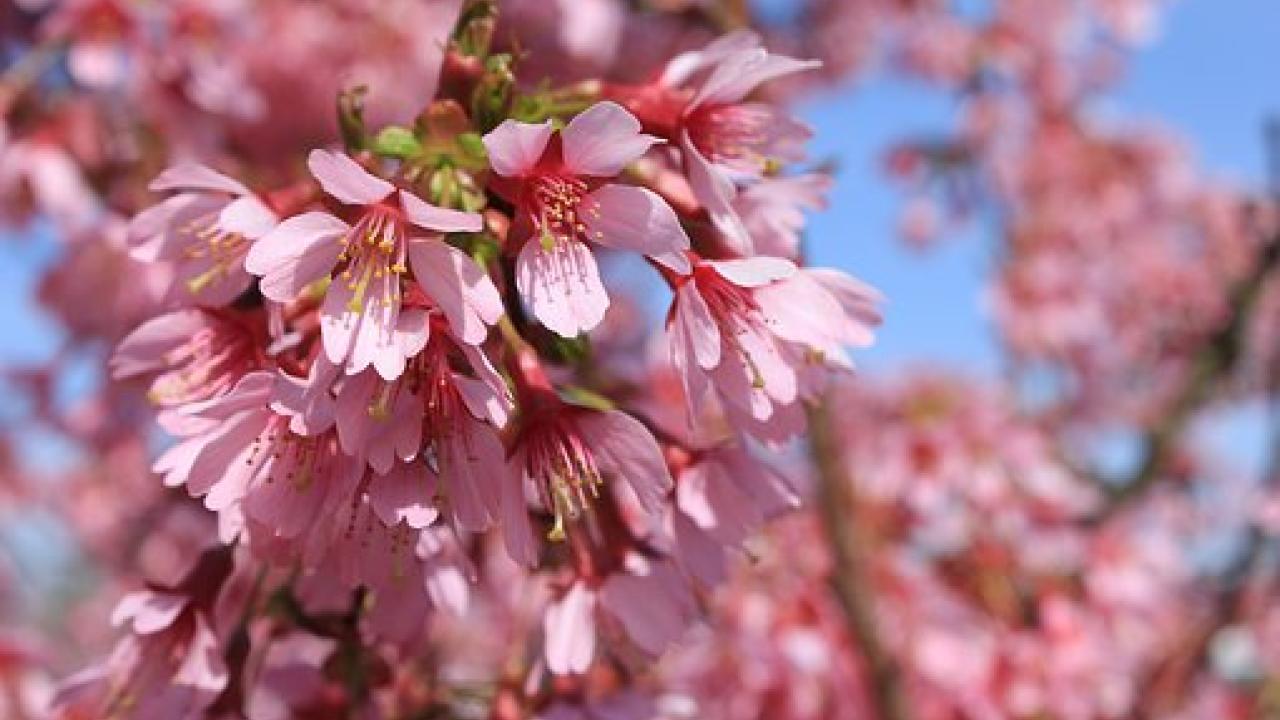 Almond tree blossoms