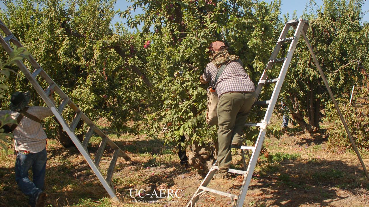 Farmworkers using ergonomic ladder designs to harvest tree fruit