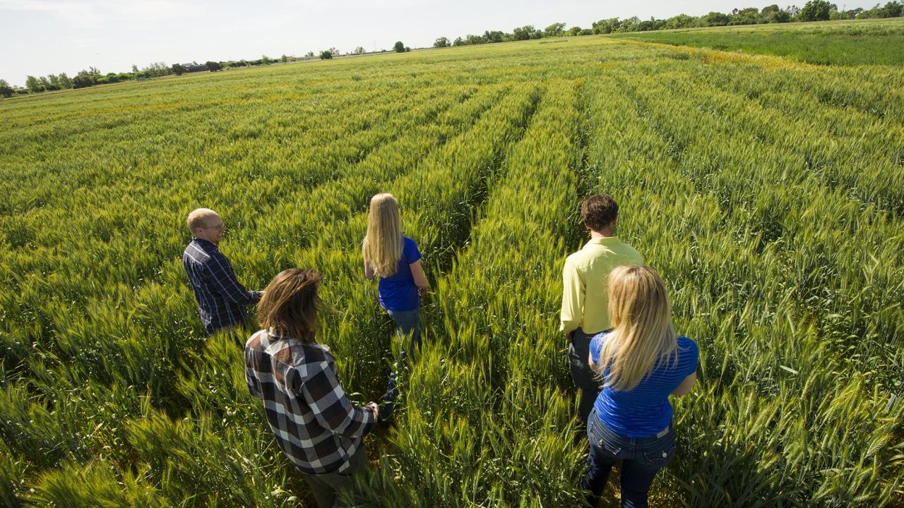 students in wheat field