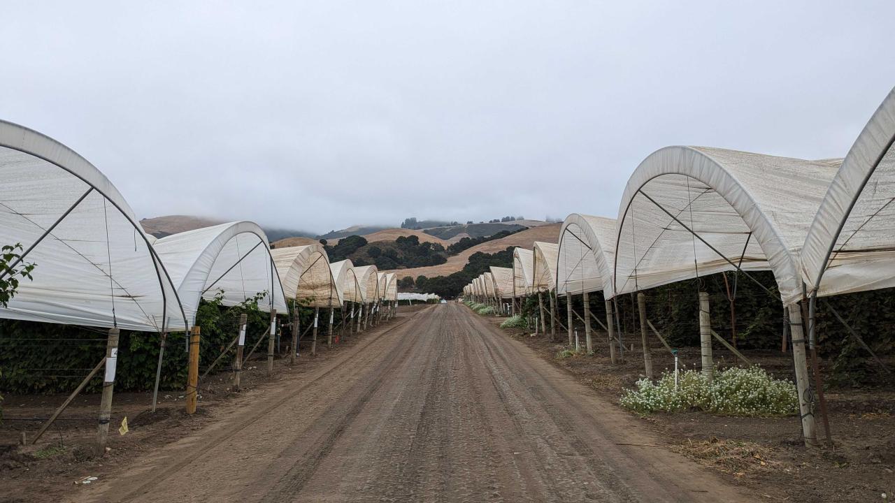 Polytunnels in California