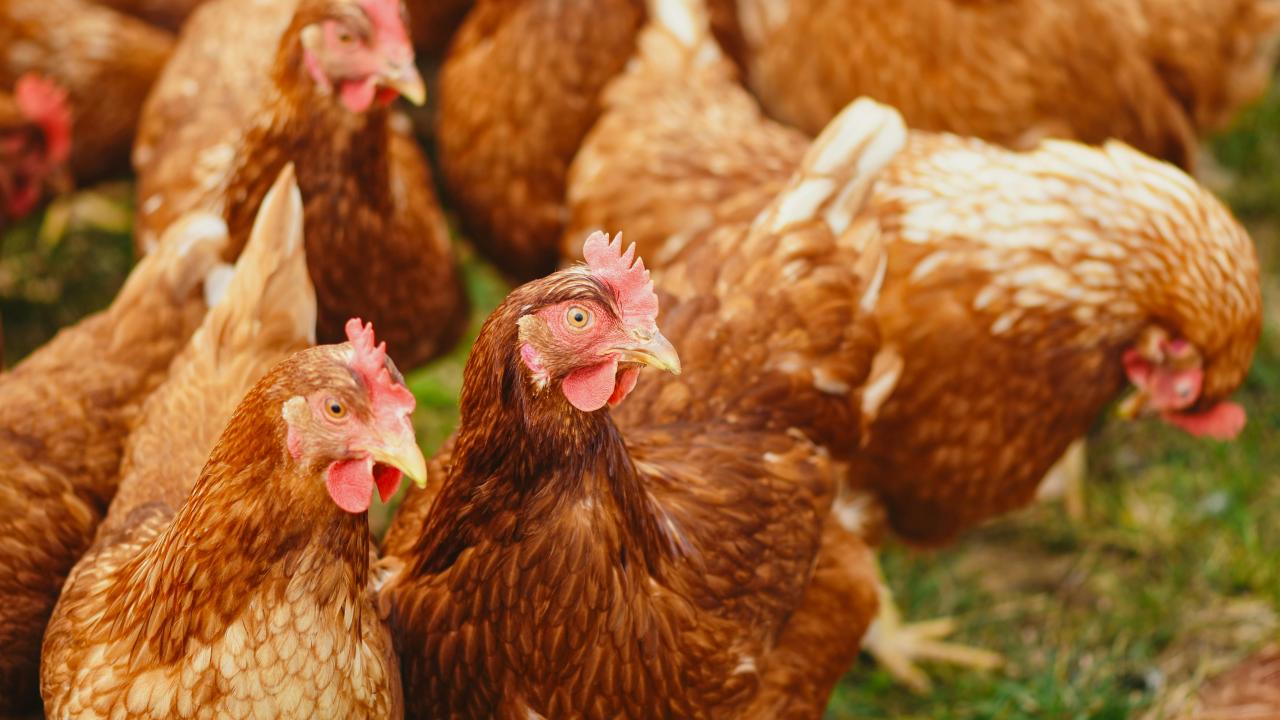 egg-laying hens standing on grass