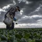 Farmworker harvests spinach under a cloudy sky