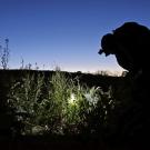 Farmworker with head lamp at dusk