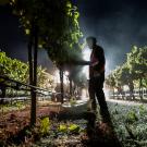Area light silhouettes farmworker harvesting grapes at night