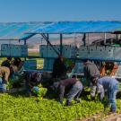 Lettuce workers stooping to harvest lettuce