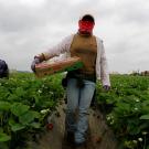 Farmworker Harvesting Strawberries