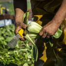 Close up of a farmworkers hands holding a knife while harvesting bok choy