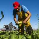 A farmworker harvests spinach in the field