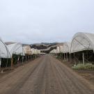 Polytunnels in California