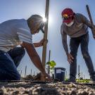 Two farmworkers plant grape vines in the field