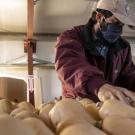 A farmworker examines butternut squash