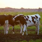 Dairy Cows