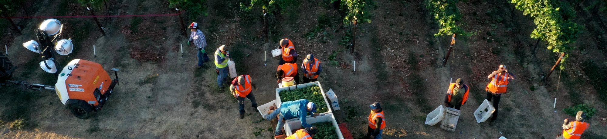 Aerial view of farmworkers and vehicles in a vineyard